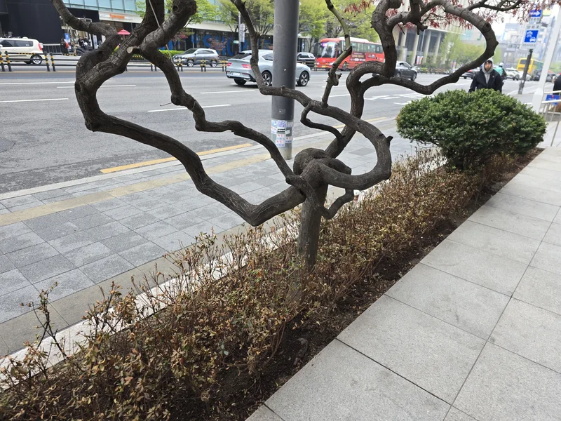 서교동 철쭉 관리 · 식재 관리